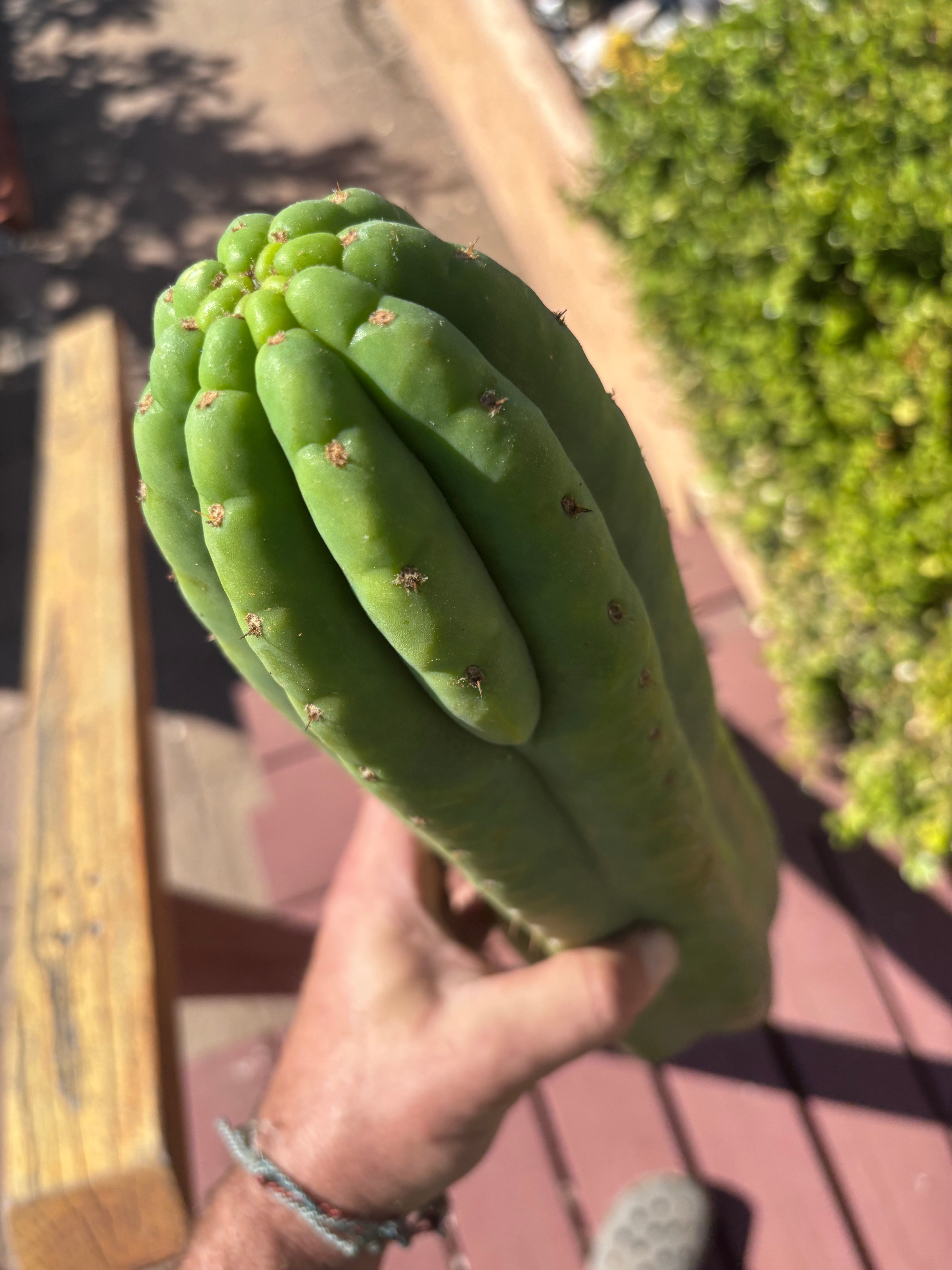 👑🌶️ Juuls Giant — XL 15” Tip