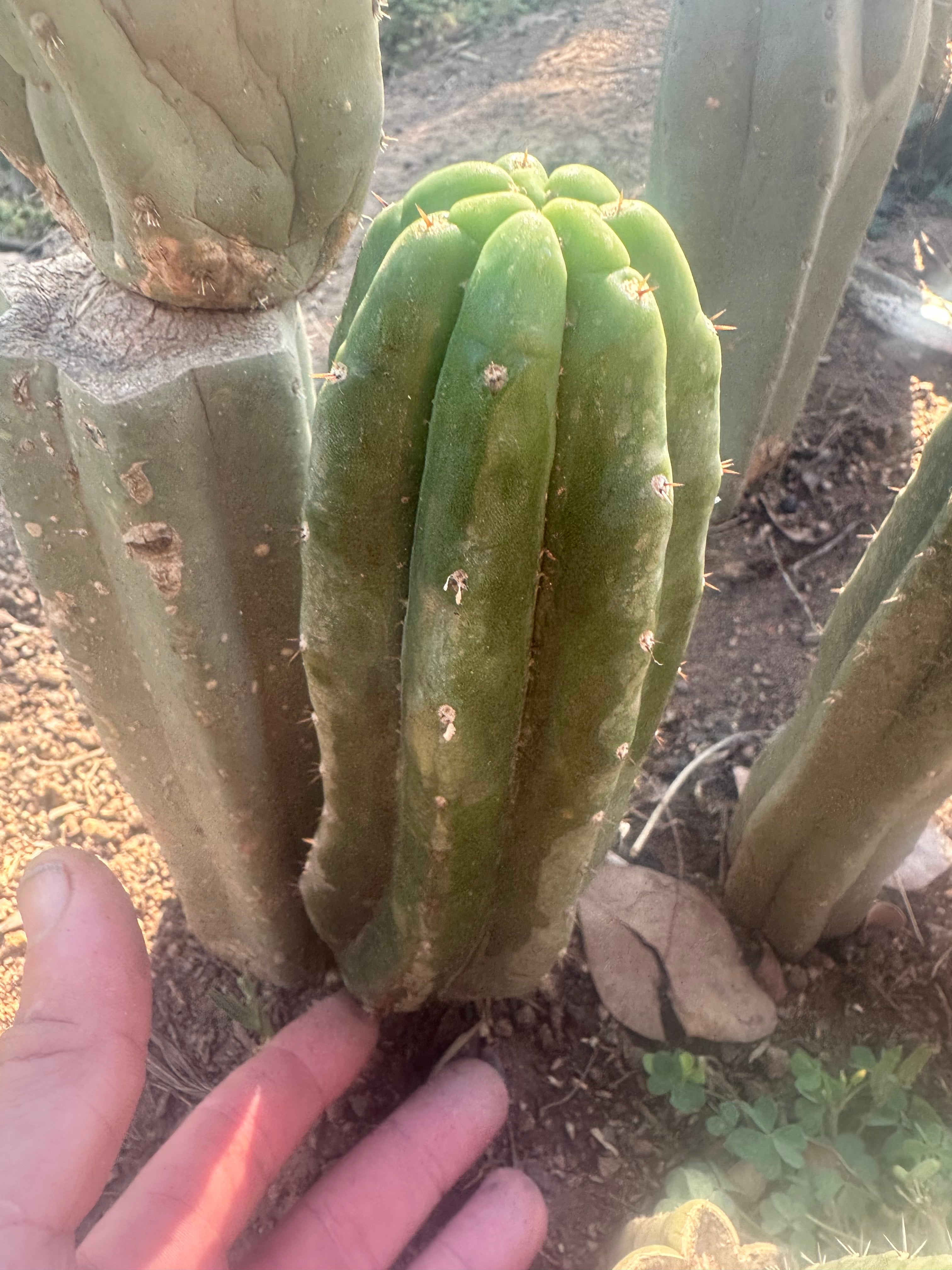 👑🌶️ Genesis — 9” Pup