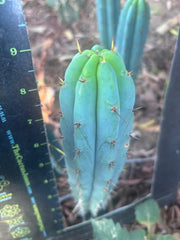 👑🌶️🌶️ Pala! — 9” Tip
