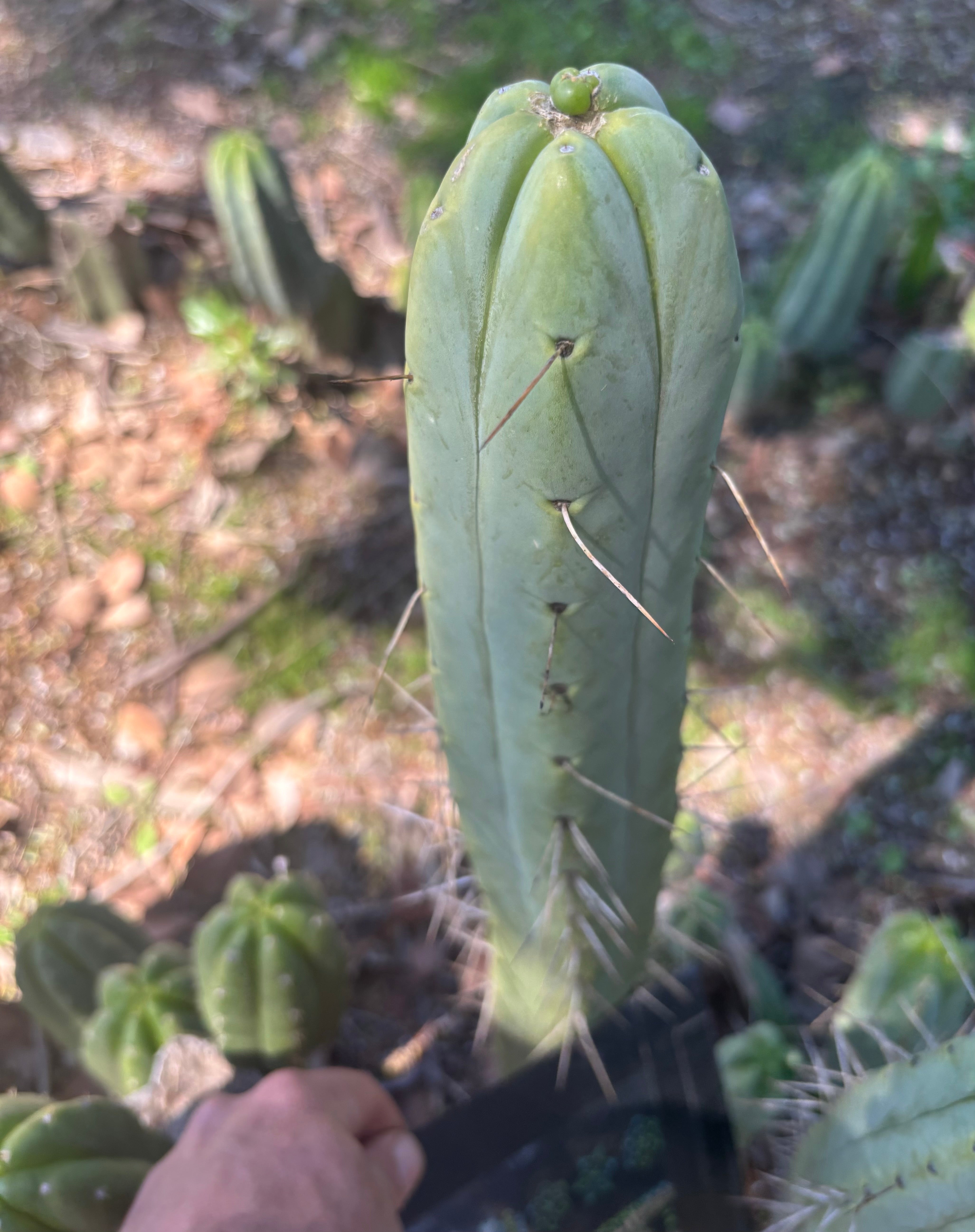 👑🌶️ BBB — XL 14” Tip