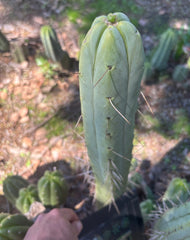 👑🌶️ BBB — XL 14” Tip
