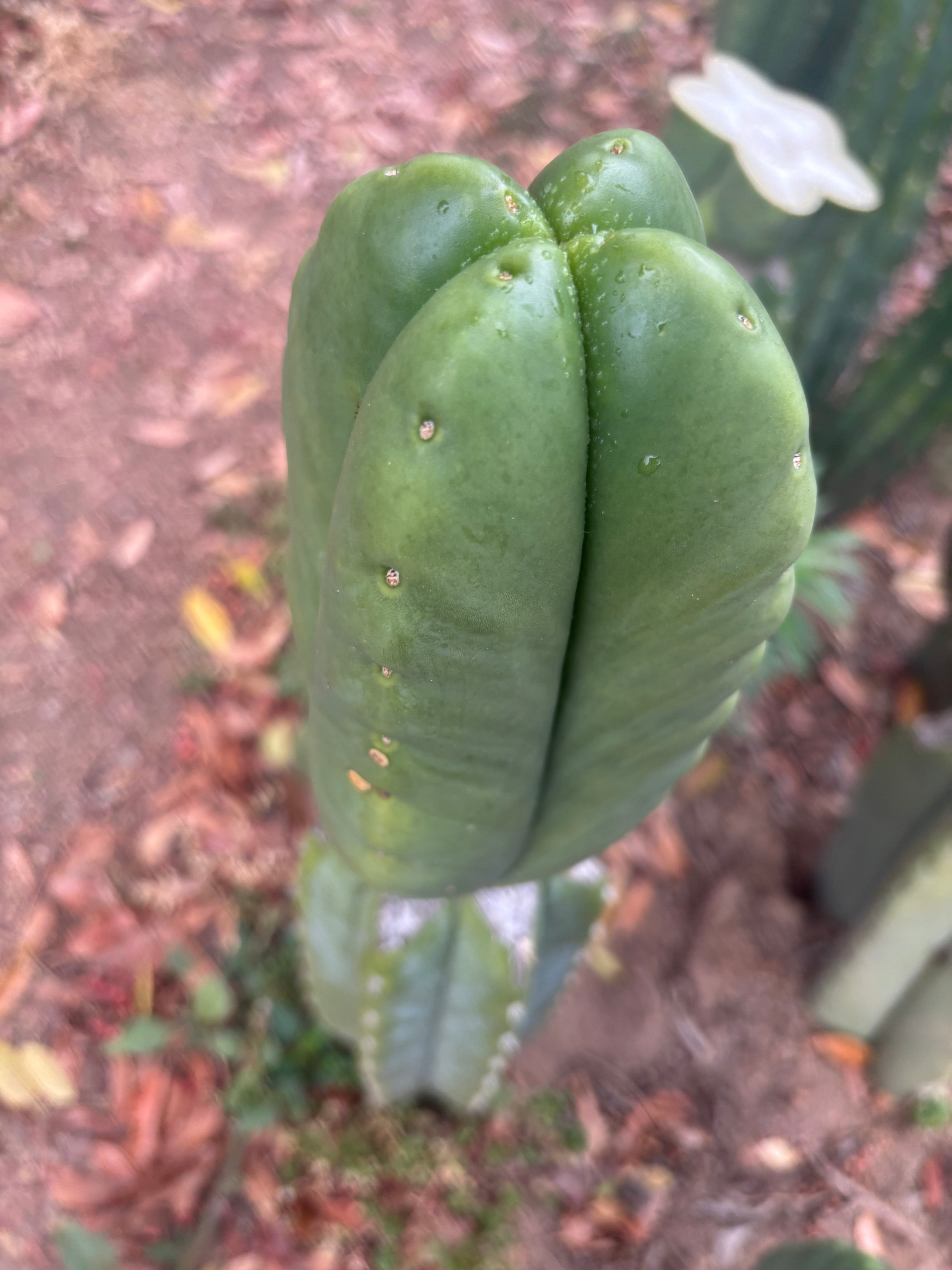 💎👑🌶️ Ferah — 6” Fourwang Tip