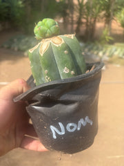 💎🌶️🌶️ NOM — Pup Graft On Rooted Shine01