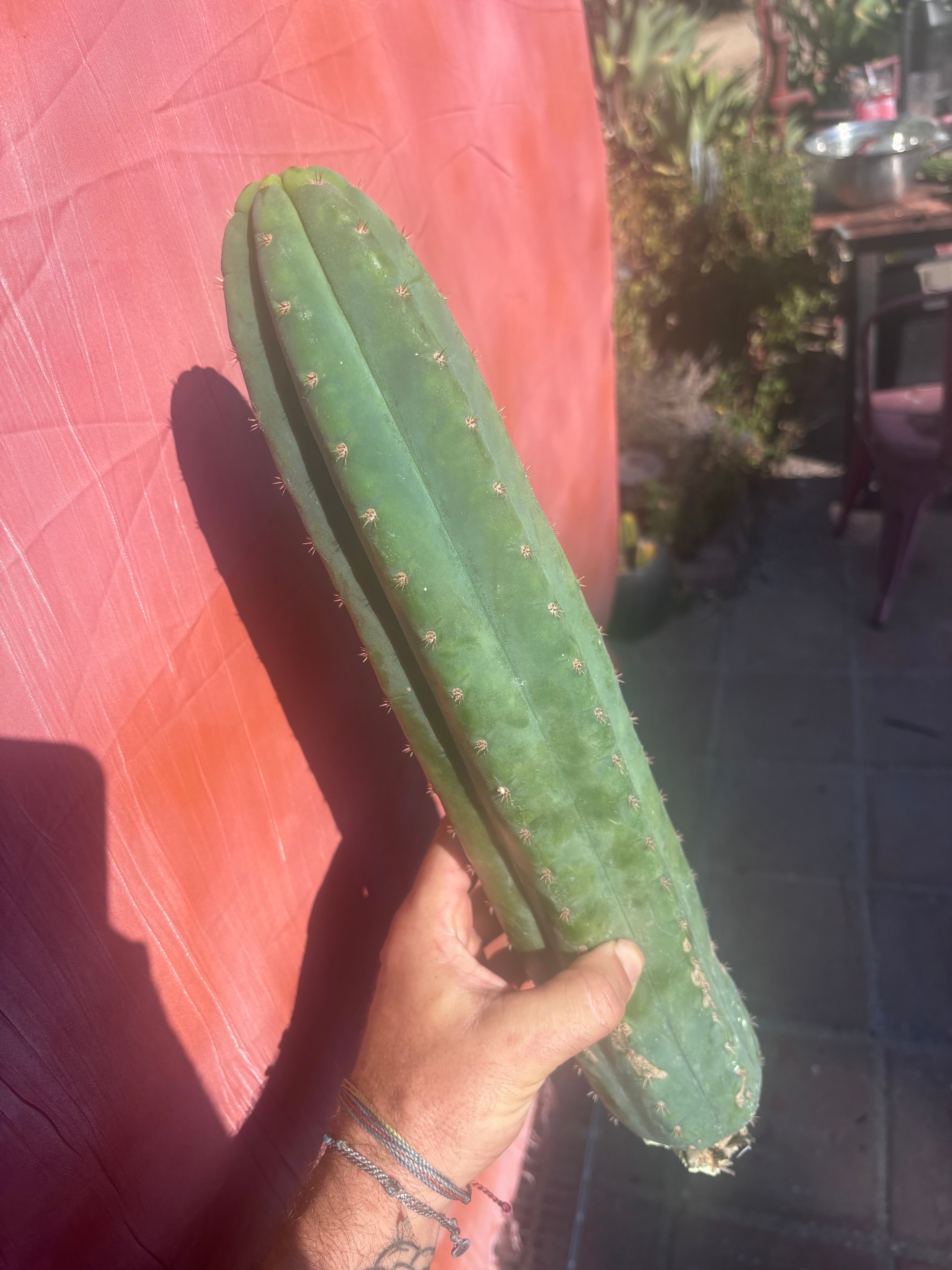 👑🌶️ Ventucky Blue — XL 17” Pups