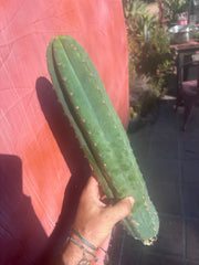 👑🌶️ Ventucky Blue — XL 17” Pups