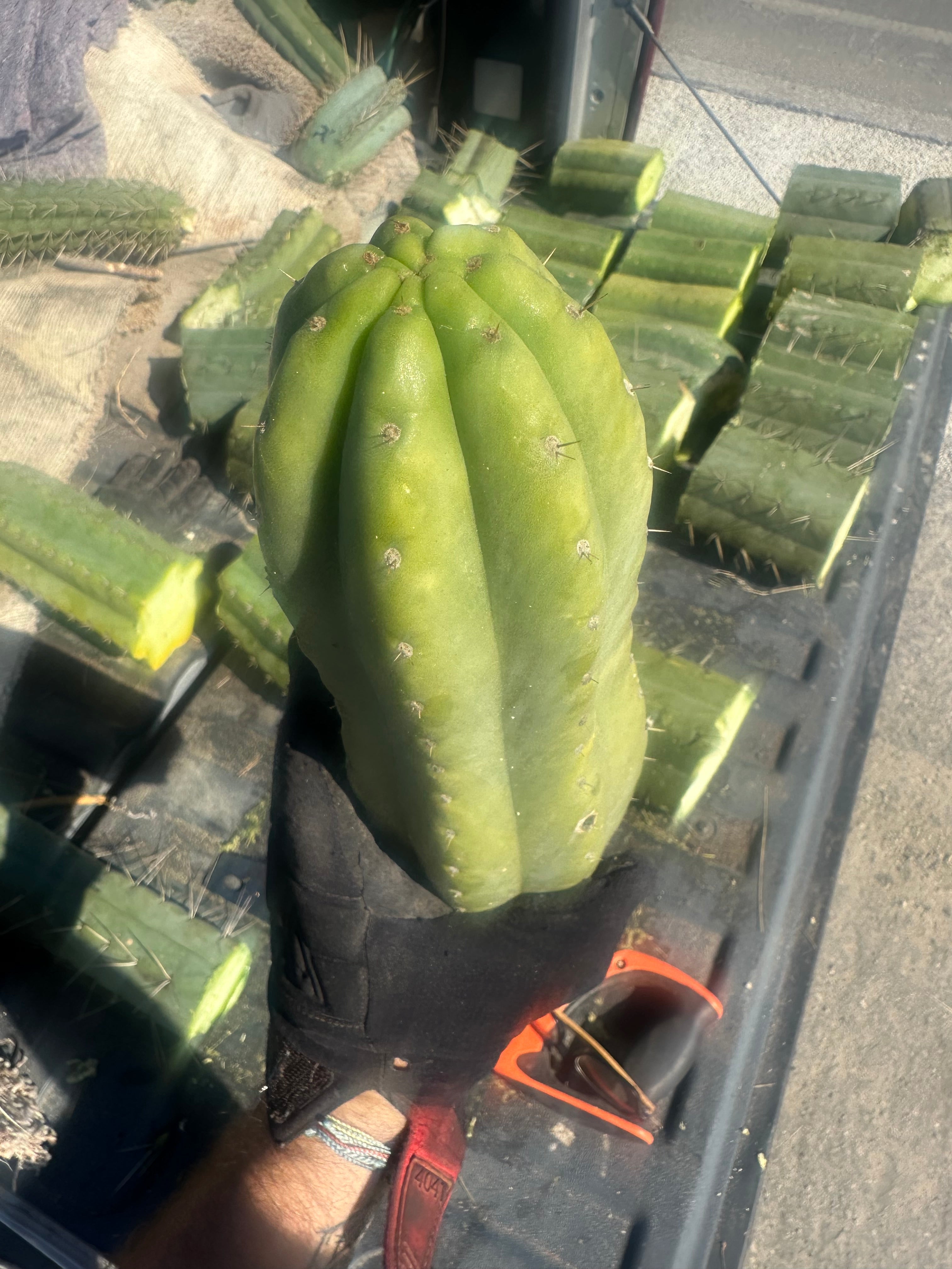 👑🌶️ Tom Juuls Giant  — XL Thick 15” Tip