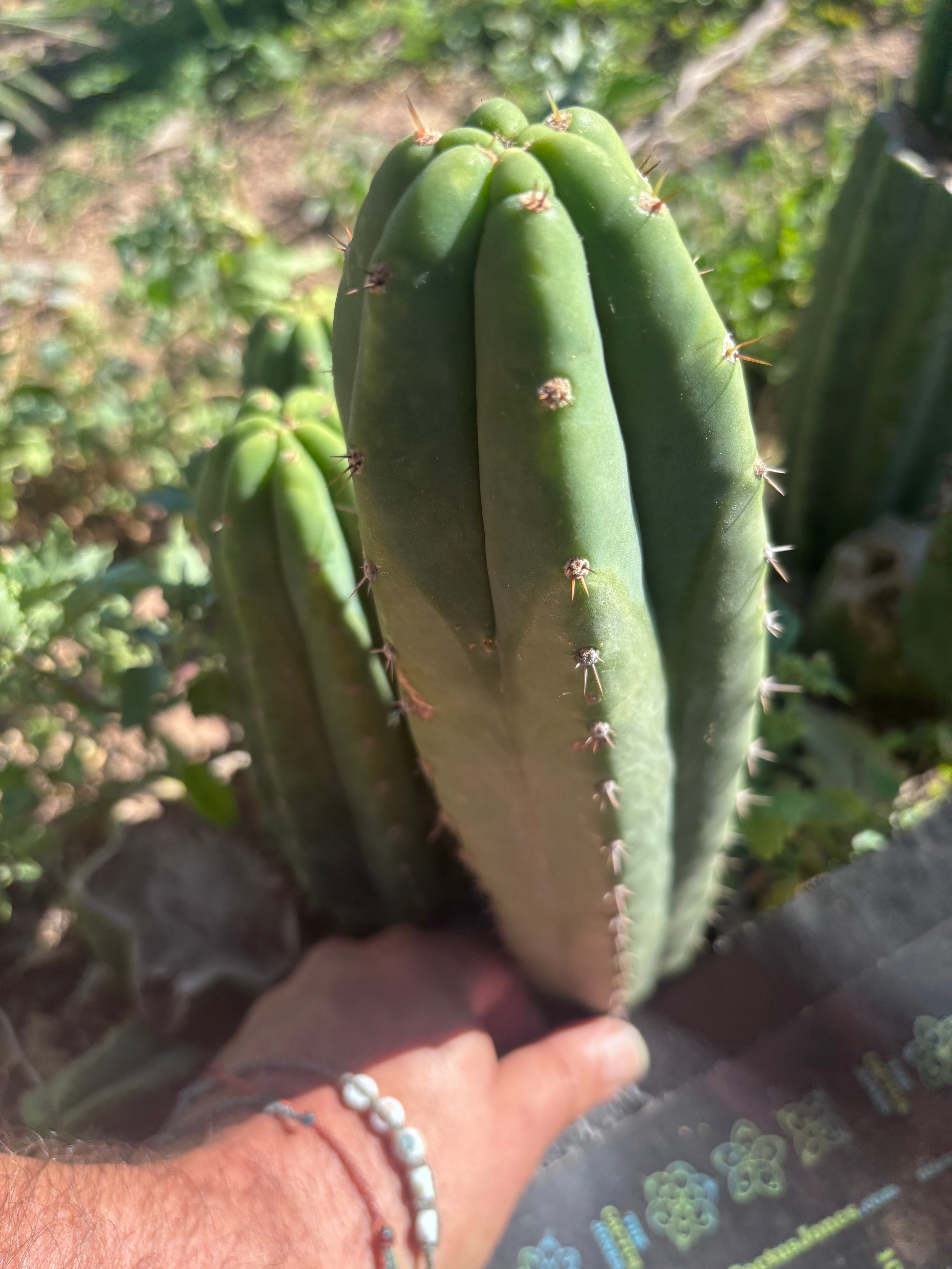 👑🌶️🌶️ Landfill — 11” Pup