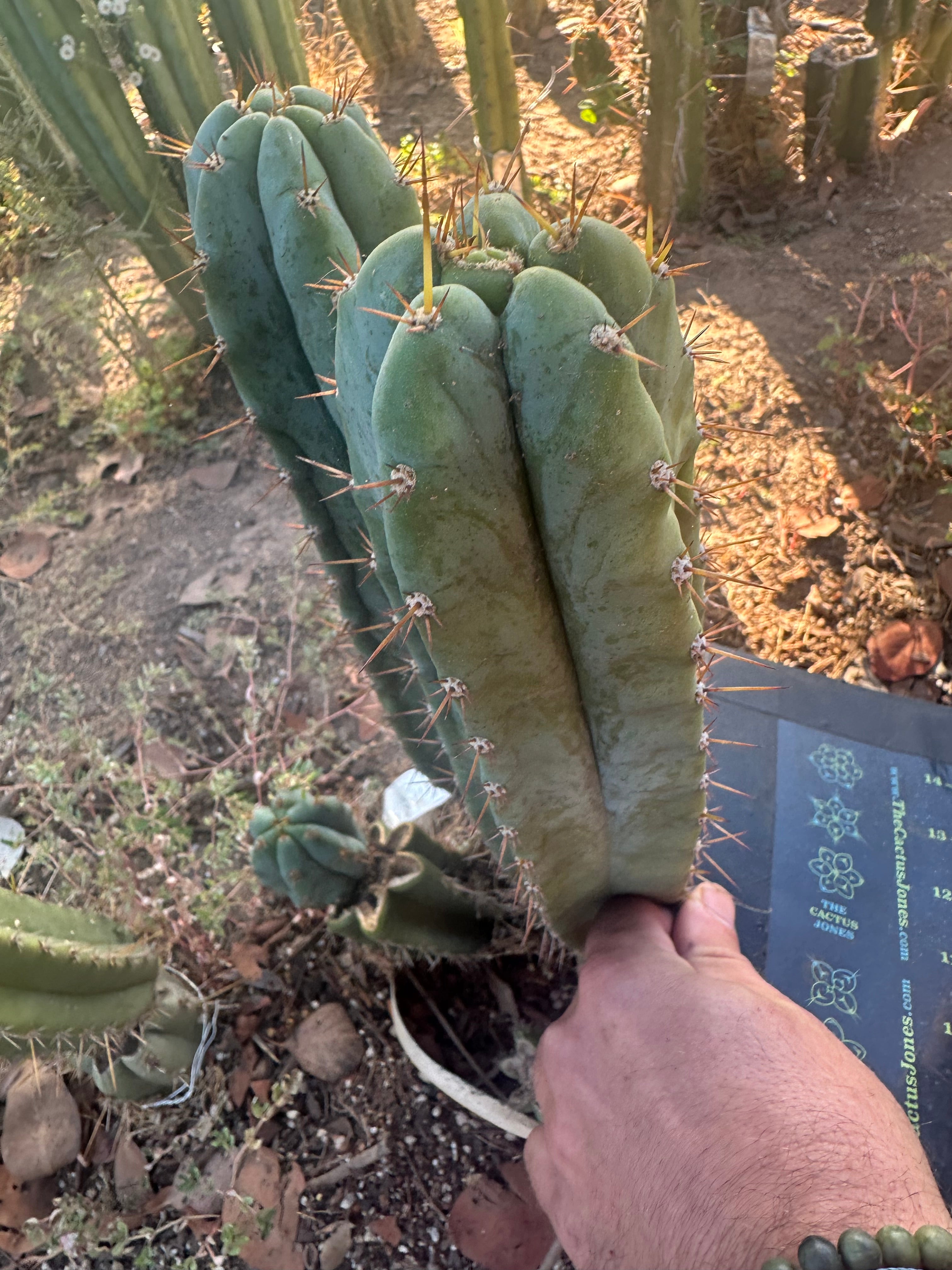 👑🌶️ Kimnach — 10” Tip