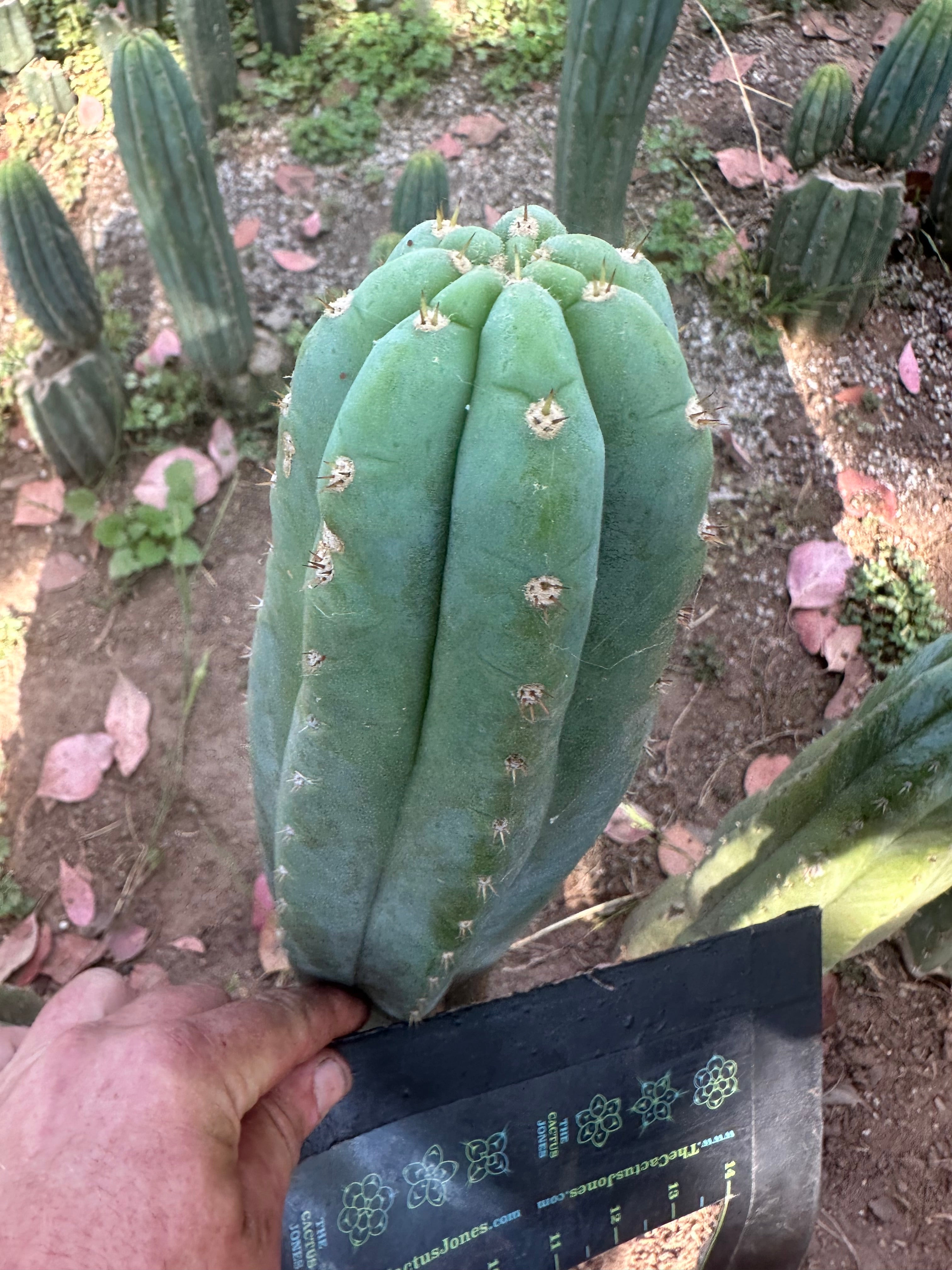 👑🌶️ Restocked (Again) — Ventucky Blue — 10” Tips