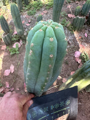 👑🌶️ Restocked (Again) — Ventucky Blue — 10” Tips