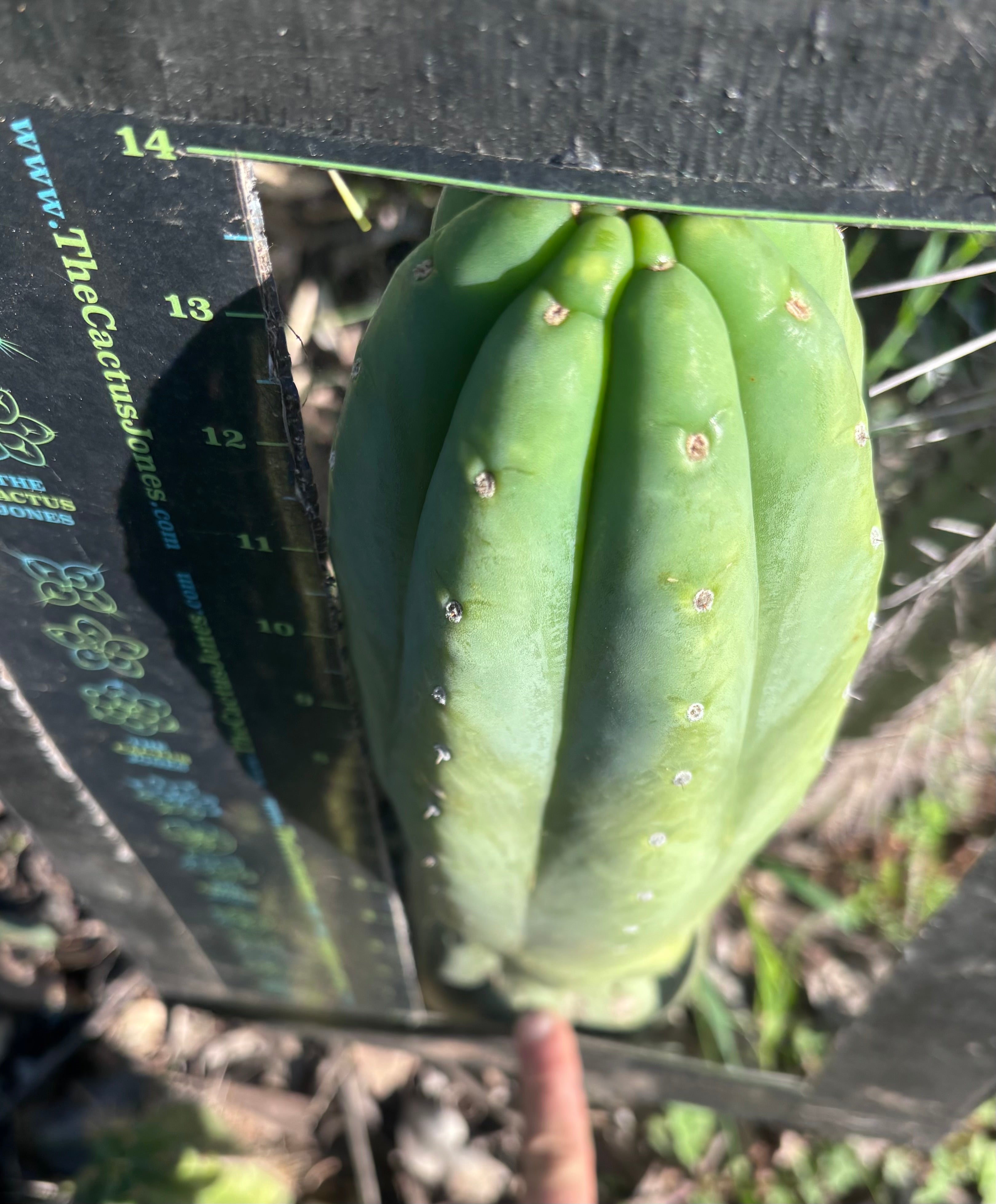👑🌶️ Pierre — Magnum XL 14” Tip