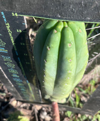👑🌶️ Pierre — Magnum XL 14” Tip