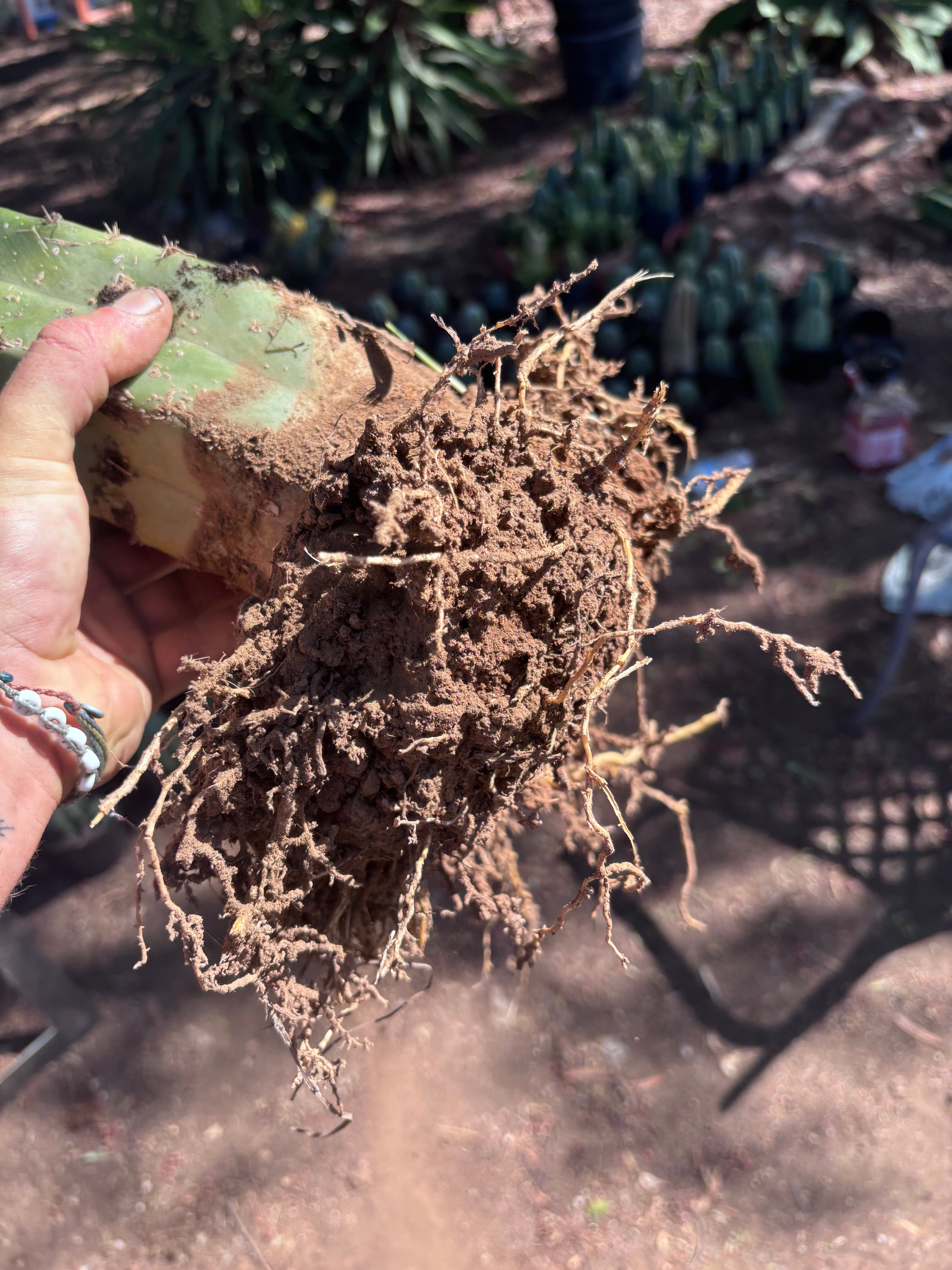 👑💎 Grecas — Established Tip Graft on Beefy Rooted PC