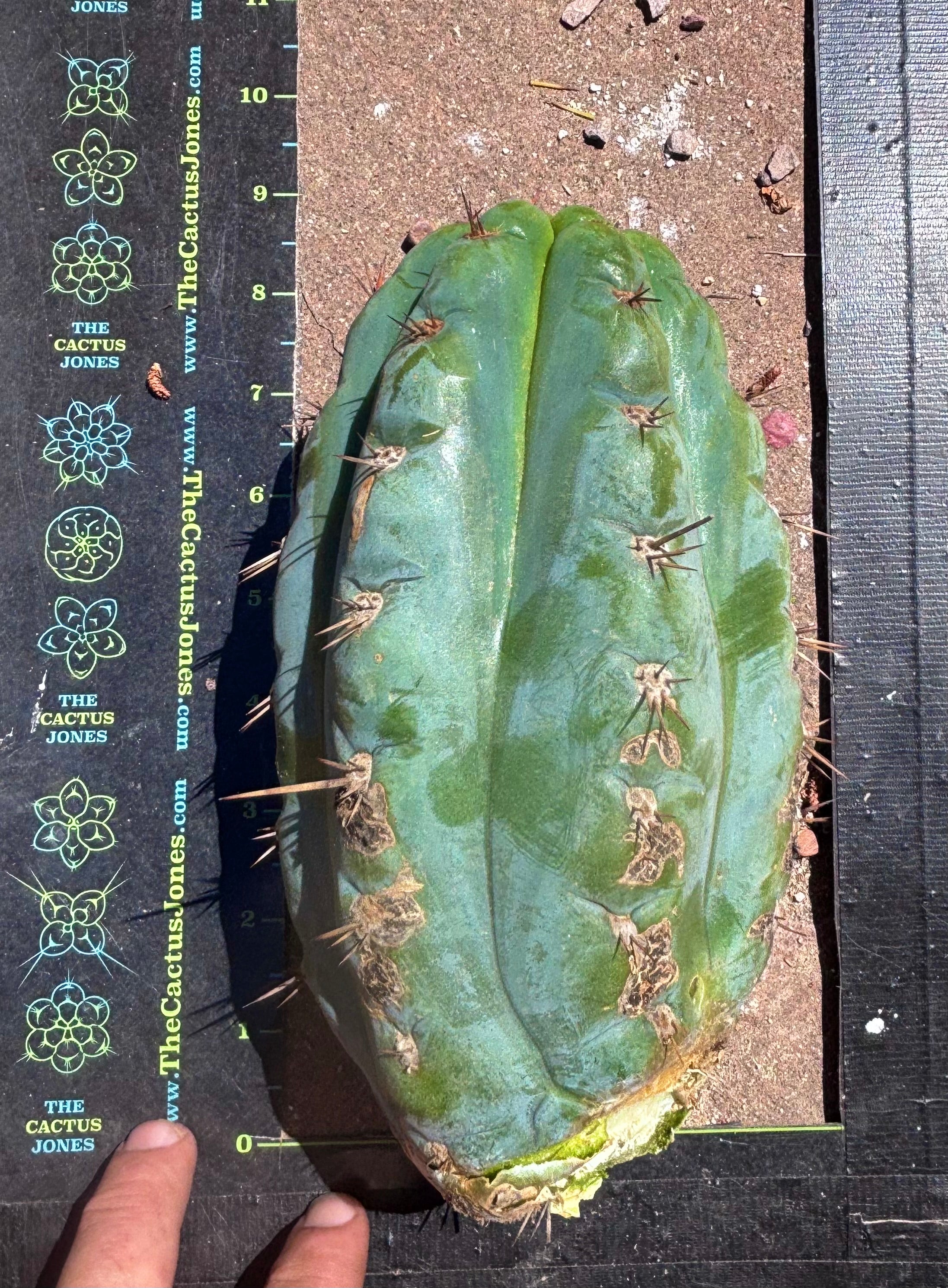 💎👑💎 Papa Smurf — Massive 9” Notch Melon