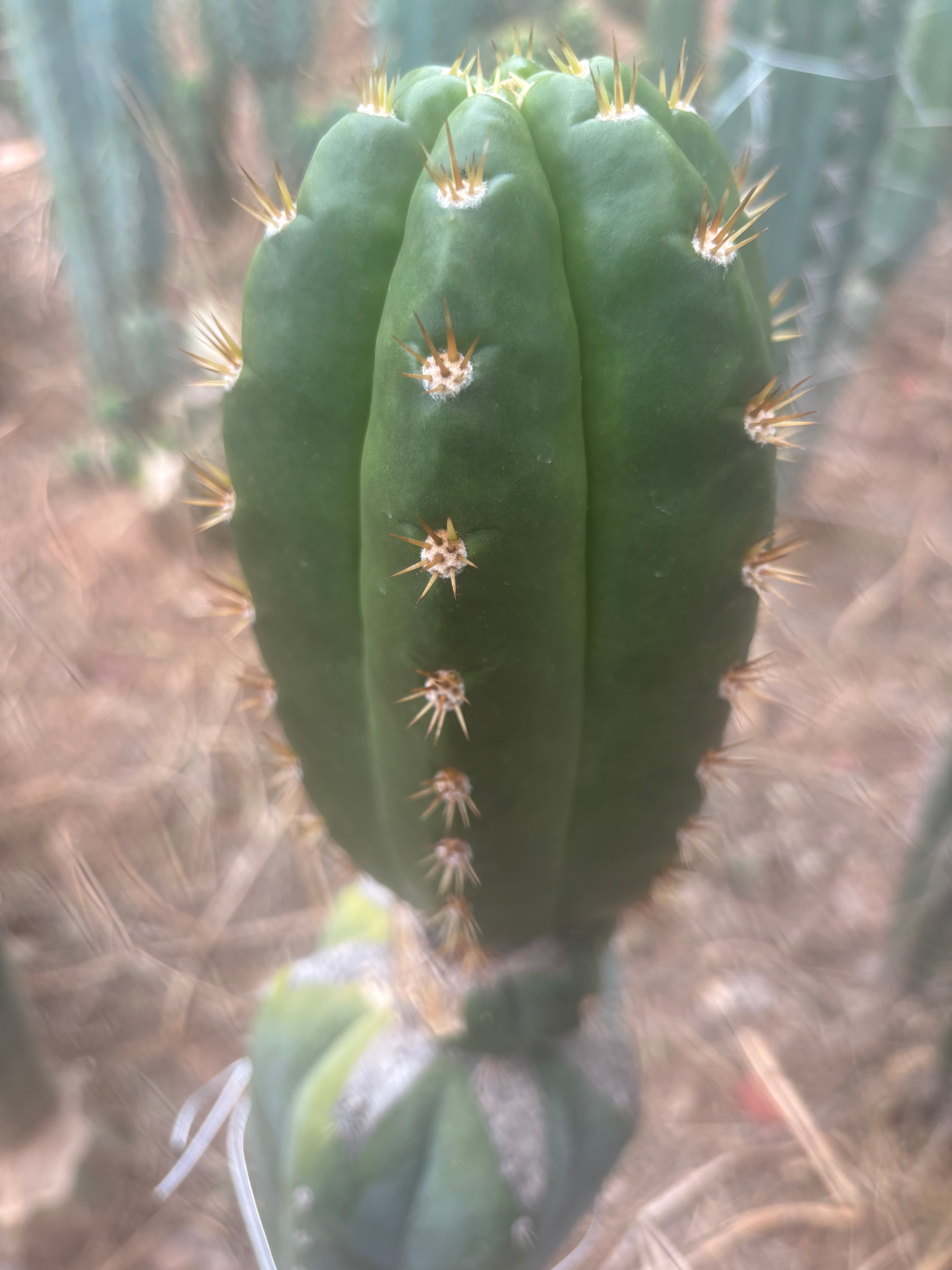 💎👑💎🌶️ CareBear — Chonky 5” Tip