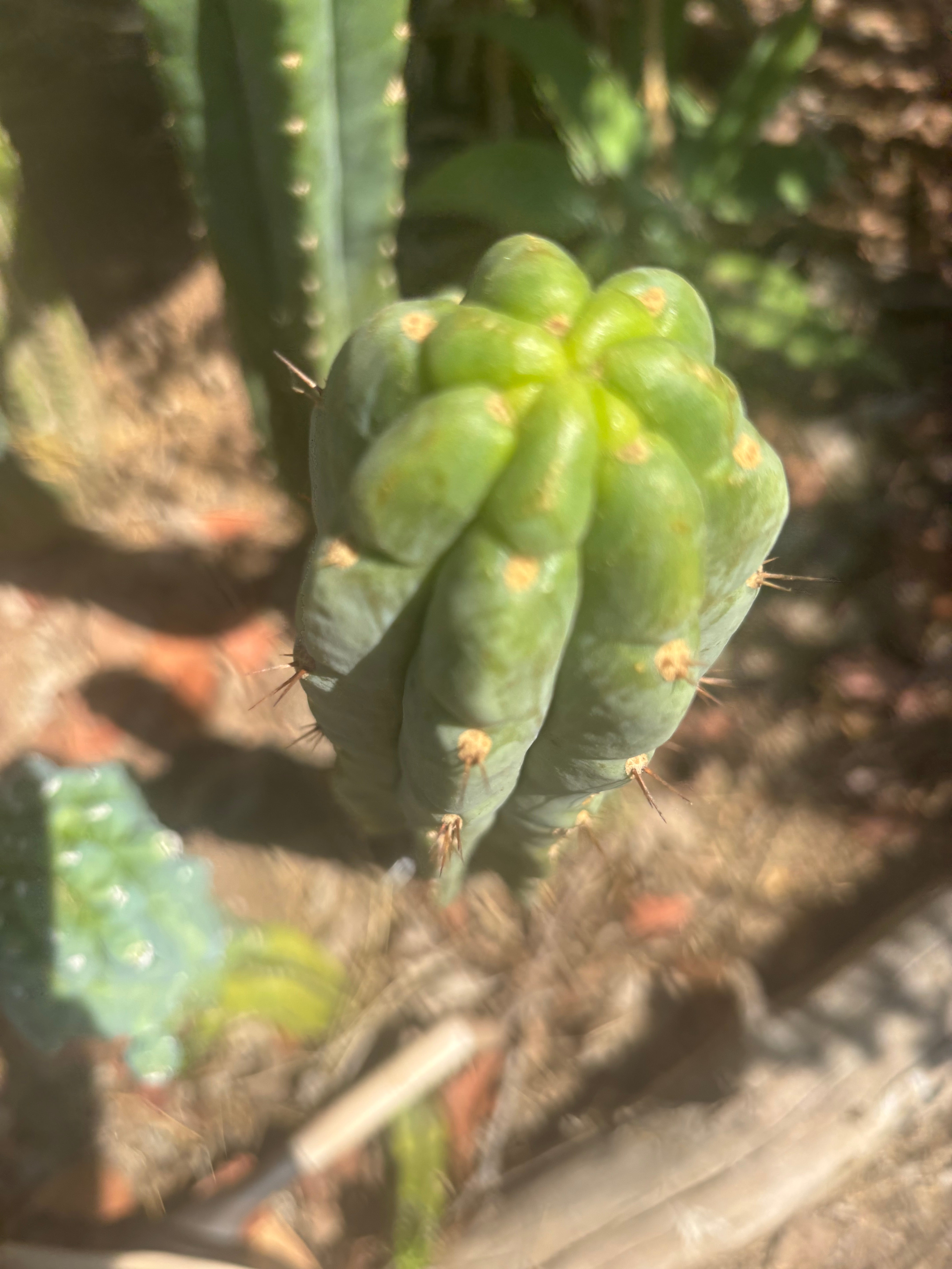 👑🌶️🌶️ Austy’s Bomb — 10.5” Pup