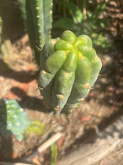 👑🌶️🌶️ Austy’s Bomb — 10.5” Pup