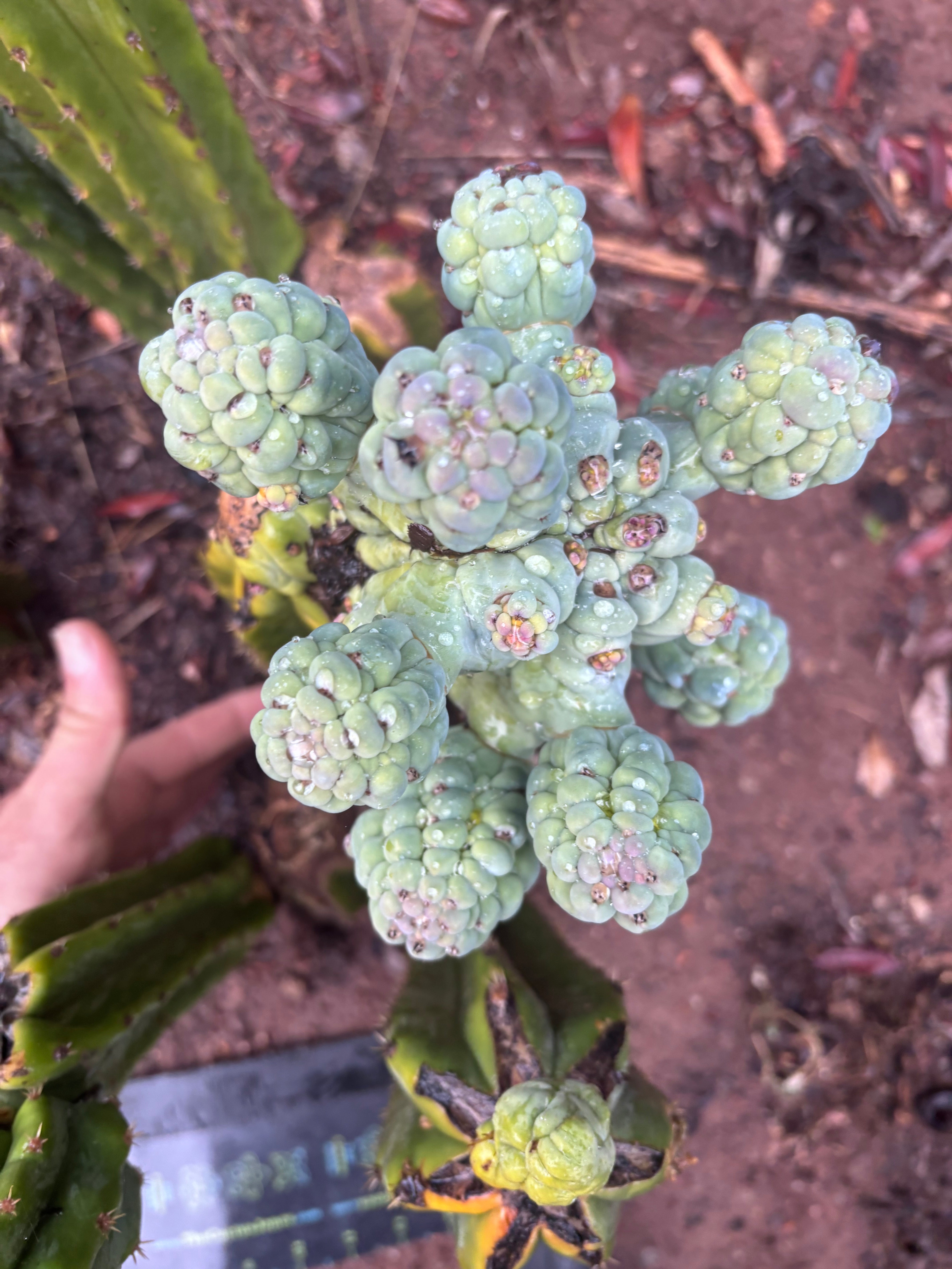 💎👑💎 Glorp — Another XL Pupsplosion Graft