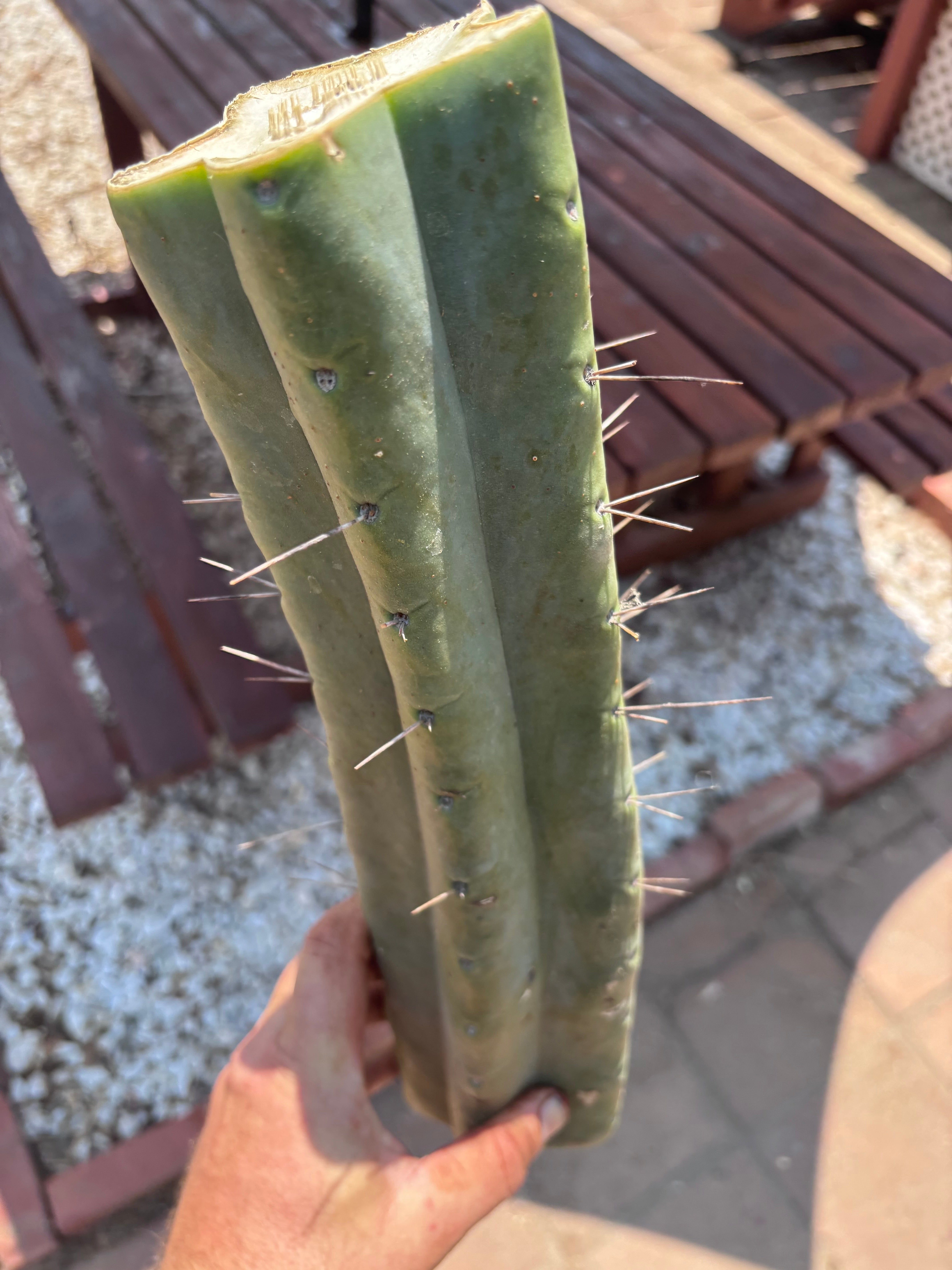👑🌶️🌶️ Eileen — Massive 15” Mid
