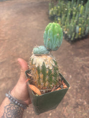💎👑💎  NUBS — Established Slab Graft w/ Pup, Rooted
