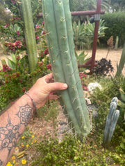 👑💎🌶️🌶️ Eileen — 17” Mega Tip