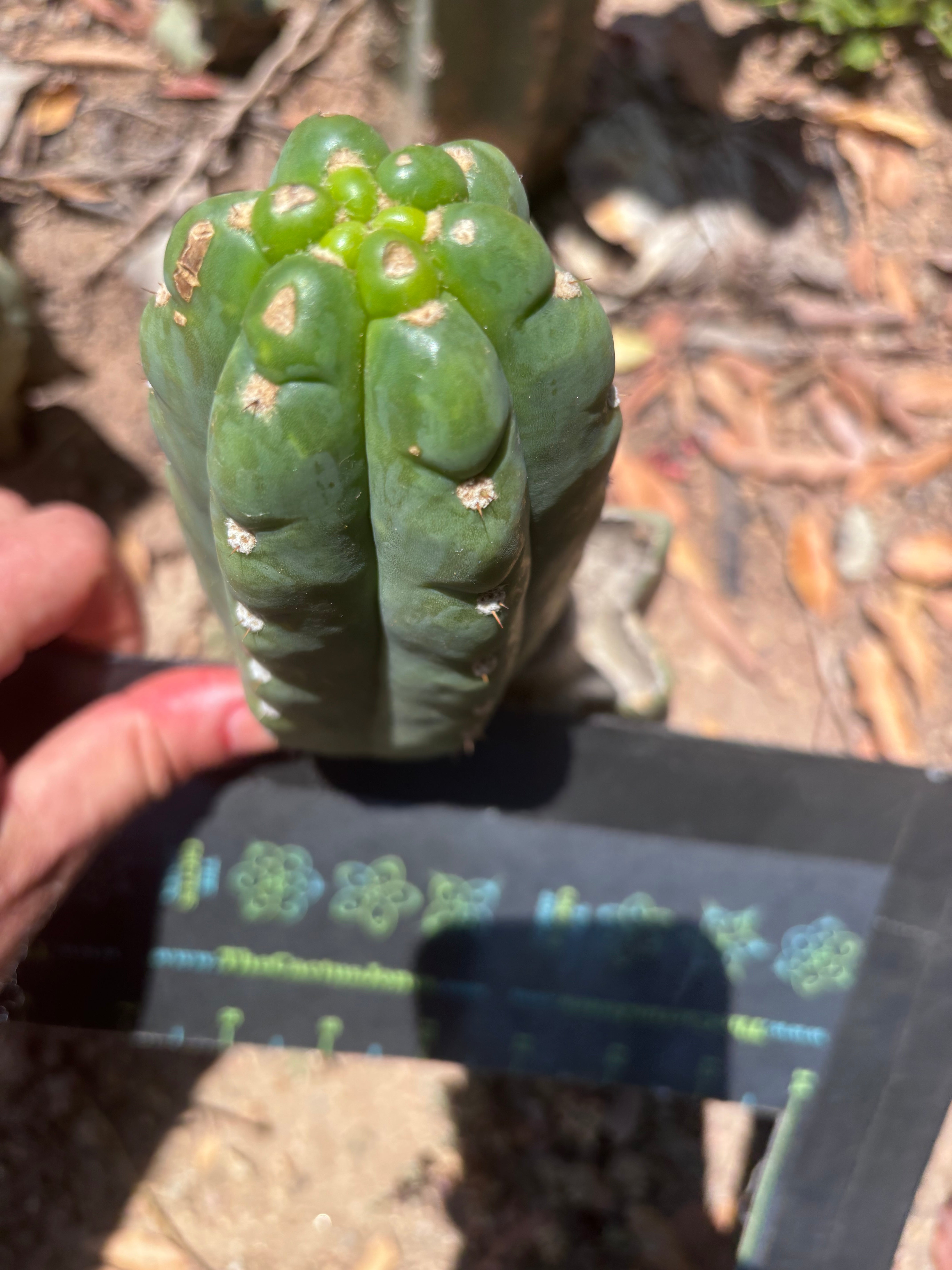 💎👑🌶️  Ichoca — 6” Pup
