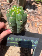 💎👑🌶️  Ichoca — 6” Pup