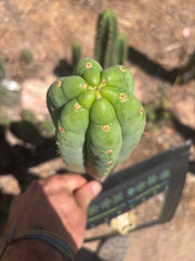 👑🌶️🌶️ Ogun — Fat 10” Tip