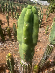 👑💎🌶️ Caballero — Fat 8” Tip