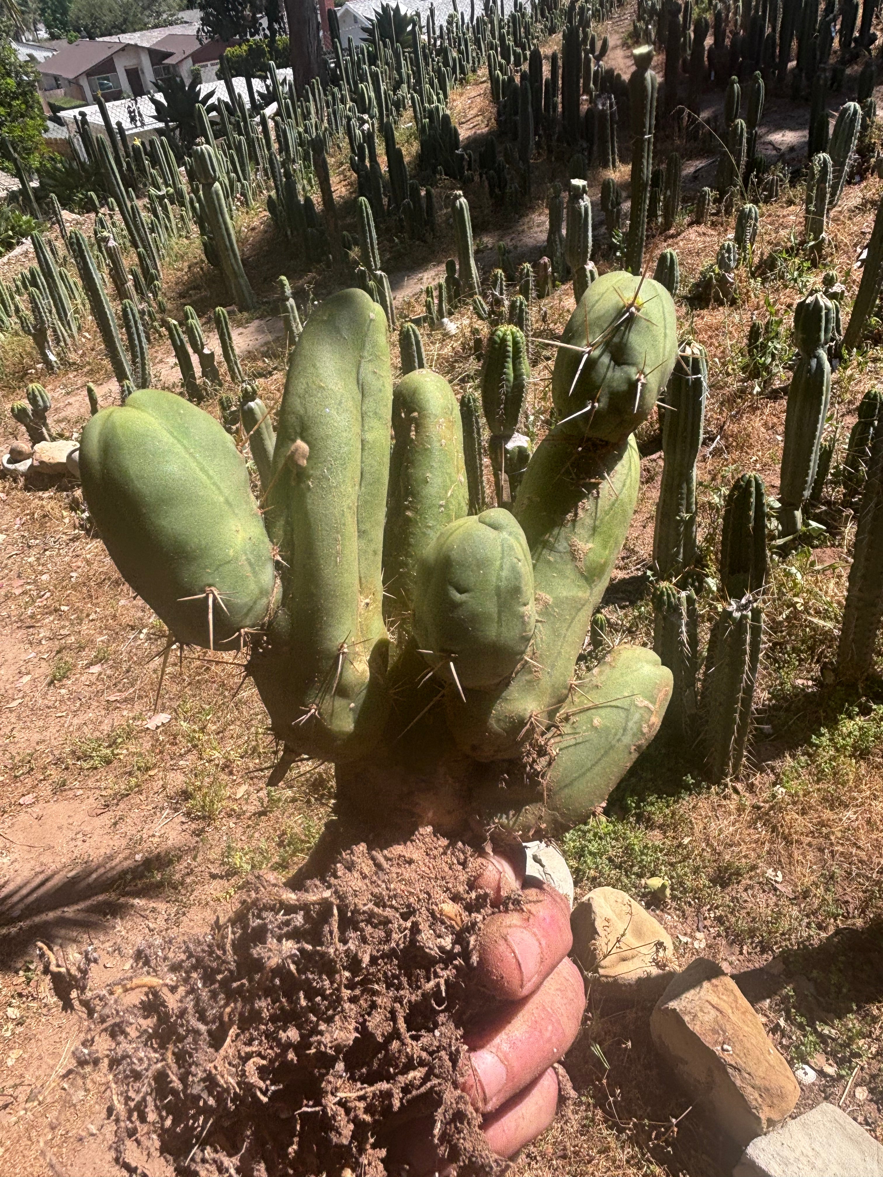 👑🌶️🌶️  TBM Clone B — XL Rooted