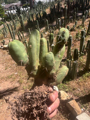 👑🌶️🌶️  TBM Clone B — XL Rooted