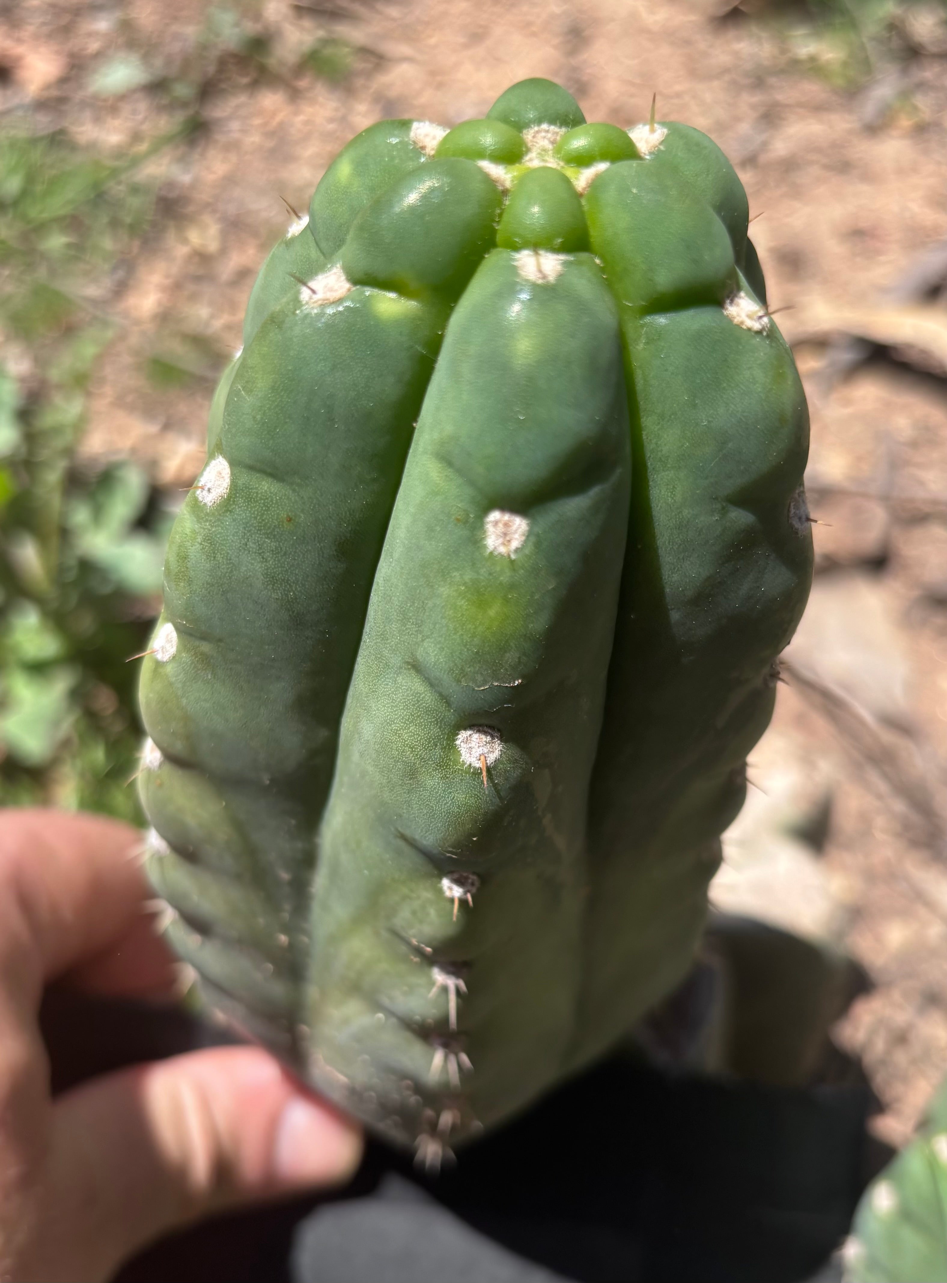 💎👑🌶️  Ichoca — 7” Grenade