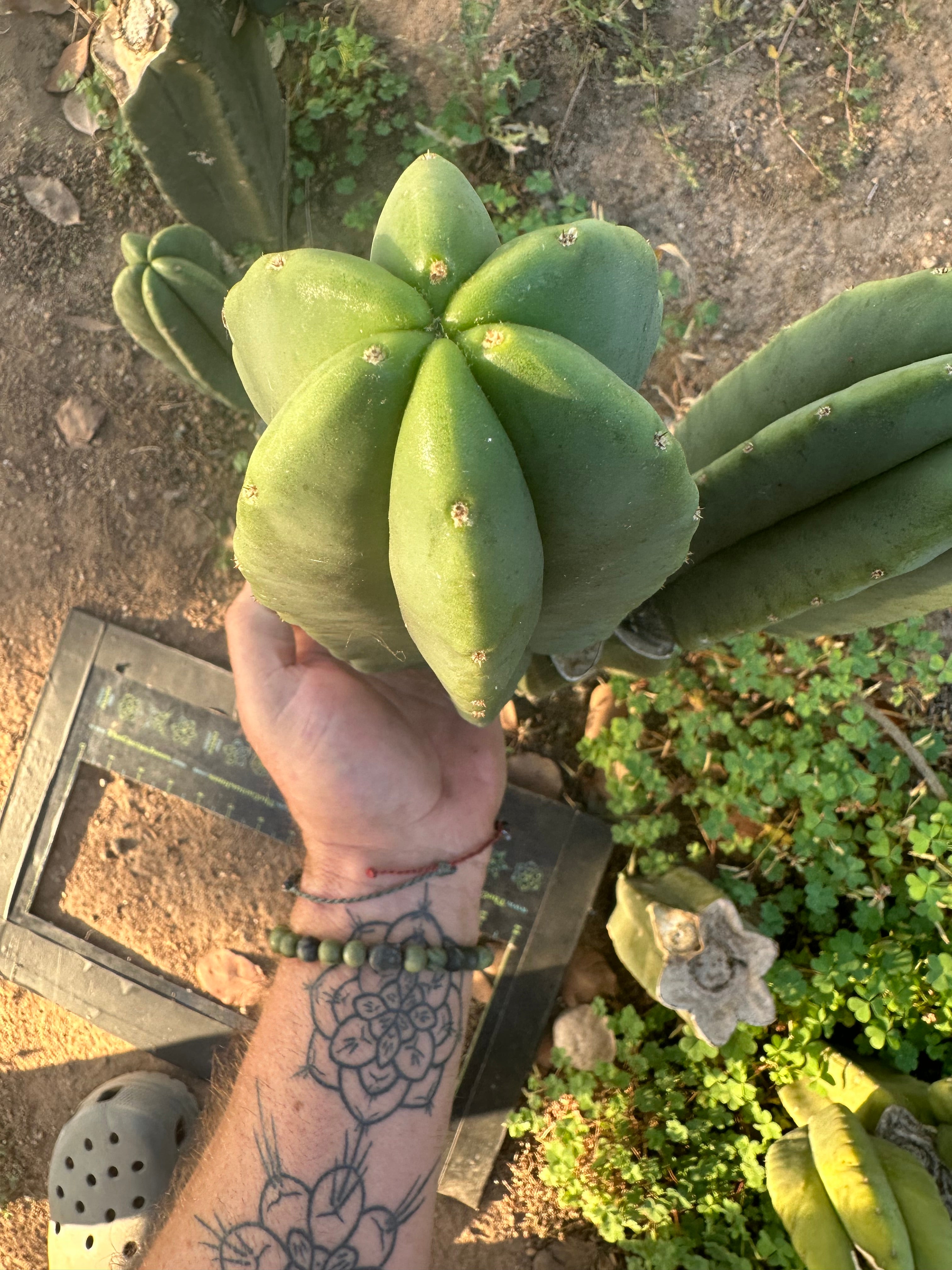 💎👑 Zed! — Fat 11” Pup