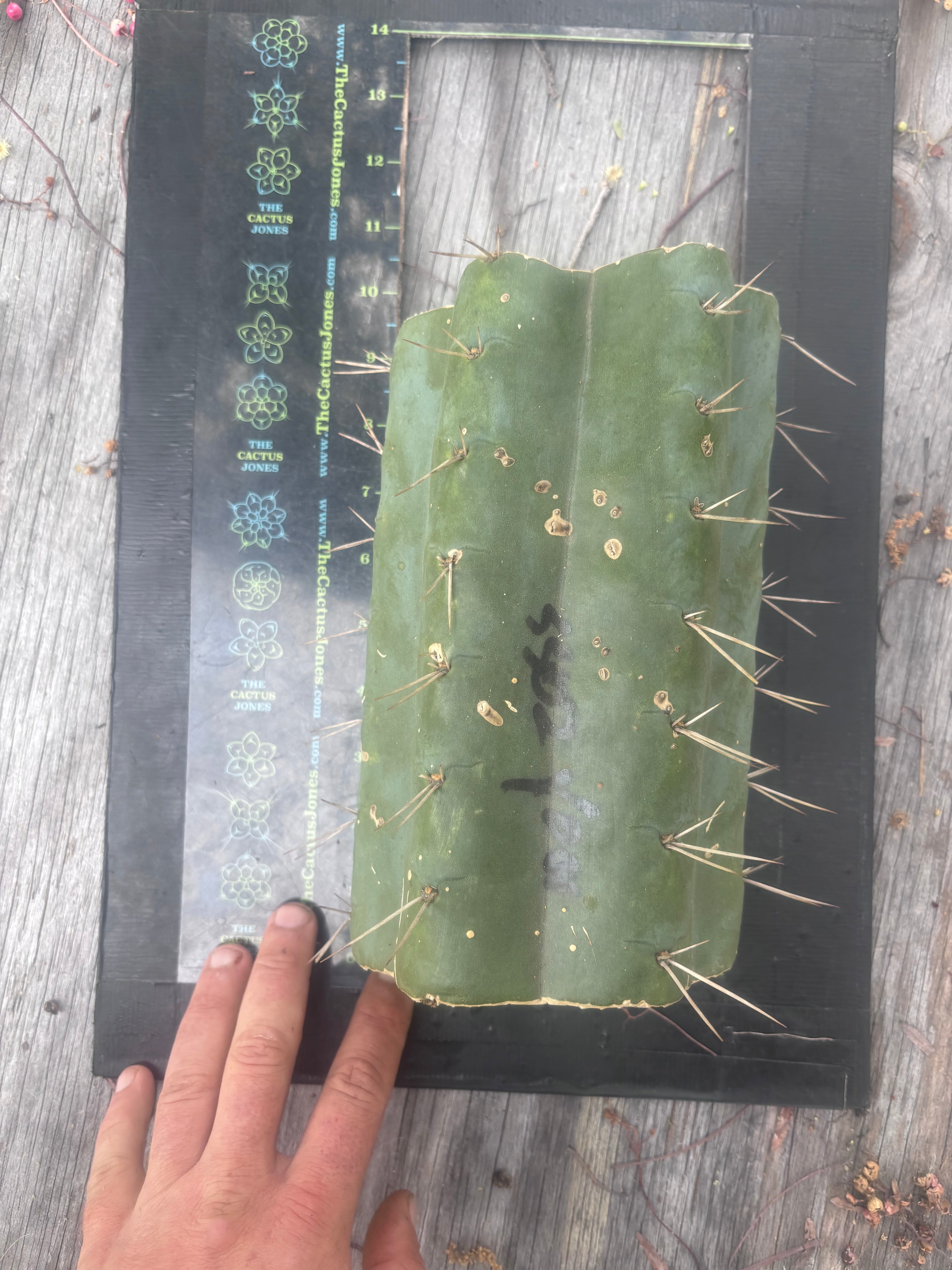 💎🌶️ SS02 x Yowie — MASSIVE 9.5” Mid