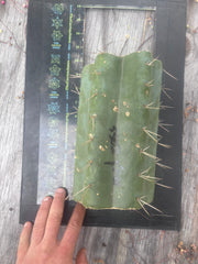 💎🌶️ SS02 x Yowie — MASSIVE 9.5” Mid