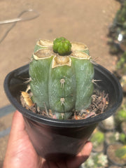 💎👑💎 Havran — Pup Graft on Rooted Shine01