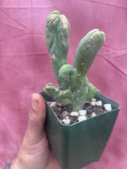 👑💎🌶️🌶️ TBMC — Rooted 6”