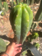 👑🌶️🌶️ Landfill — XL 14” Pup