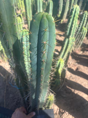 💎🌶️ 0102 — XXL Two Footer Tip (24”)