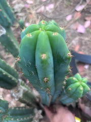 🌶️🌶️ NoidTwo — XL 14” Tip