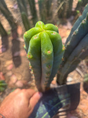 🌶️🌶️ NoidTwo — 10” Tip