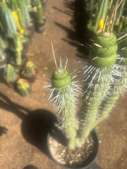 💎👑💎🦄 Varispiralis  — Stunning XL Tri-Column Rooted Showpiece