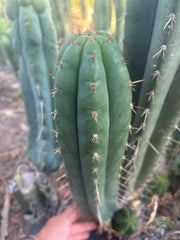 💎👑🌶️ Kimnach — XL 16” Pup