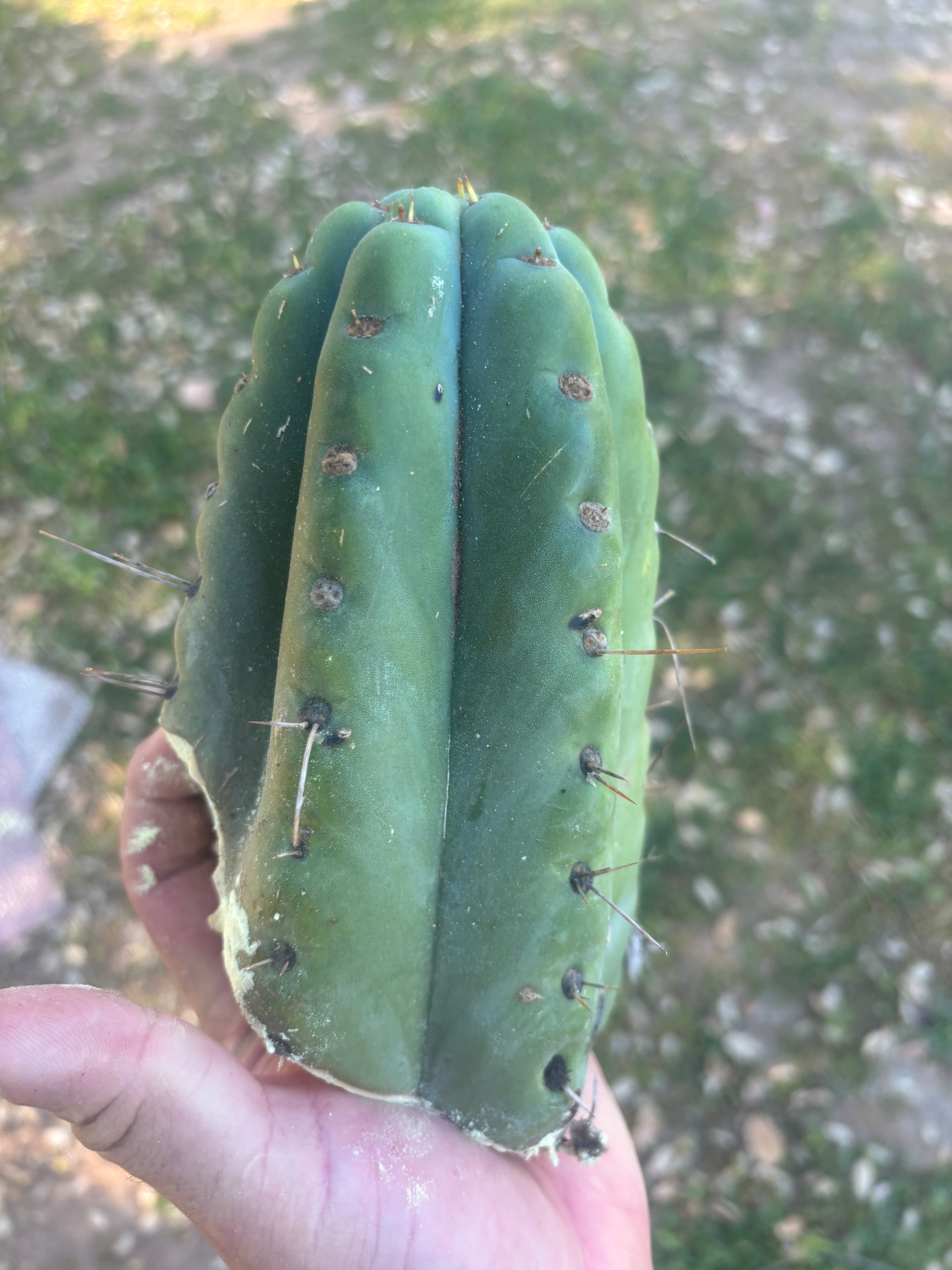 💎🌶️🌶️ NOM —  8” Tip Chonk