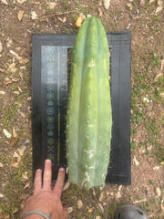💎🌶️ JJOP — Massive 16” Magnum Tip