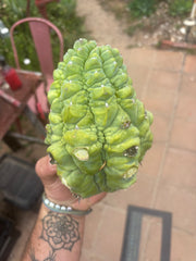 👑💎 BIG Glorp Chunk