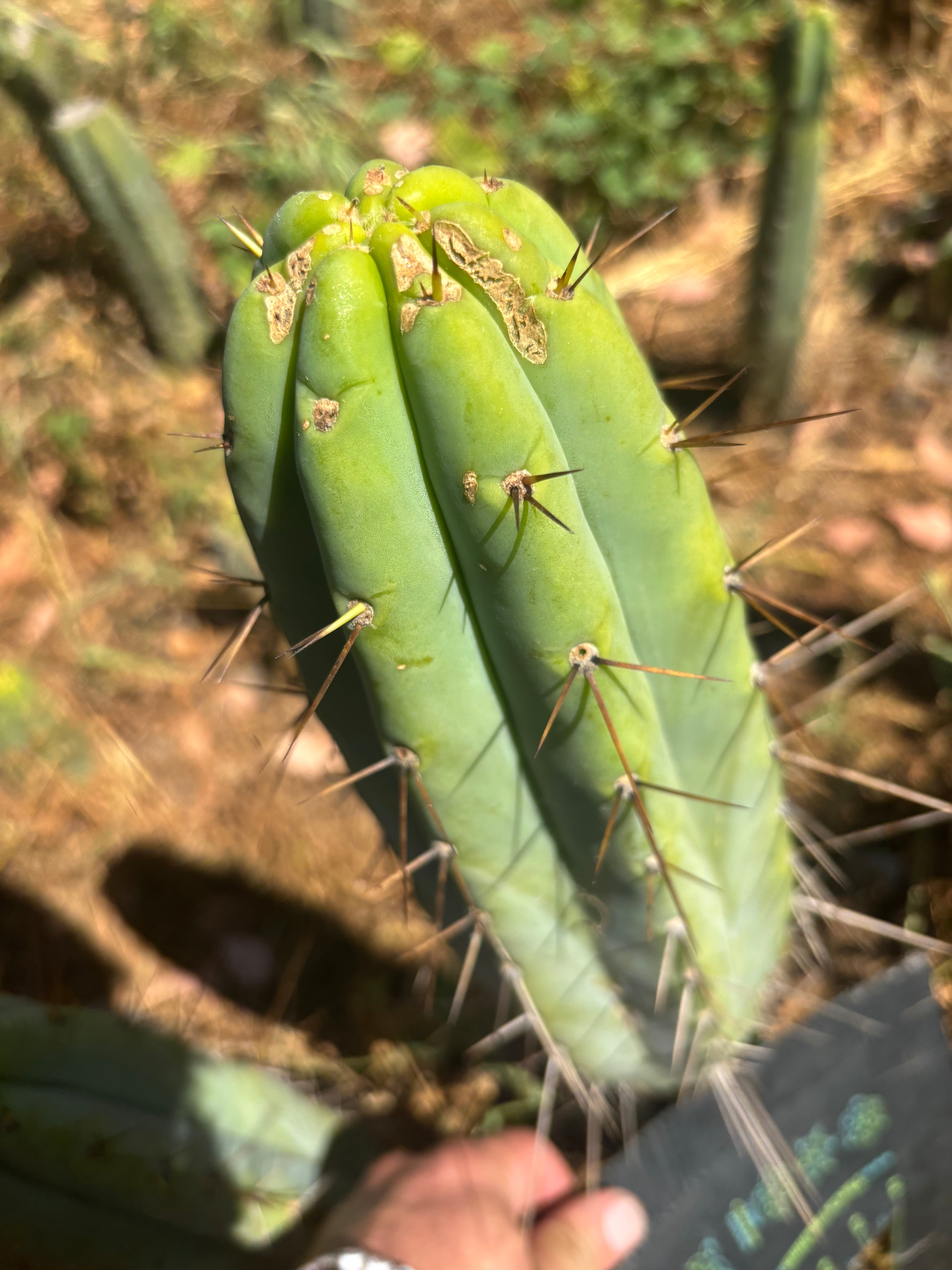 👑🌶️🌶️  Lumberjack — XL 14” Tip