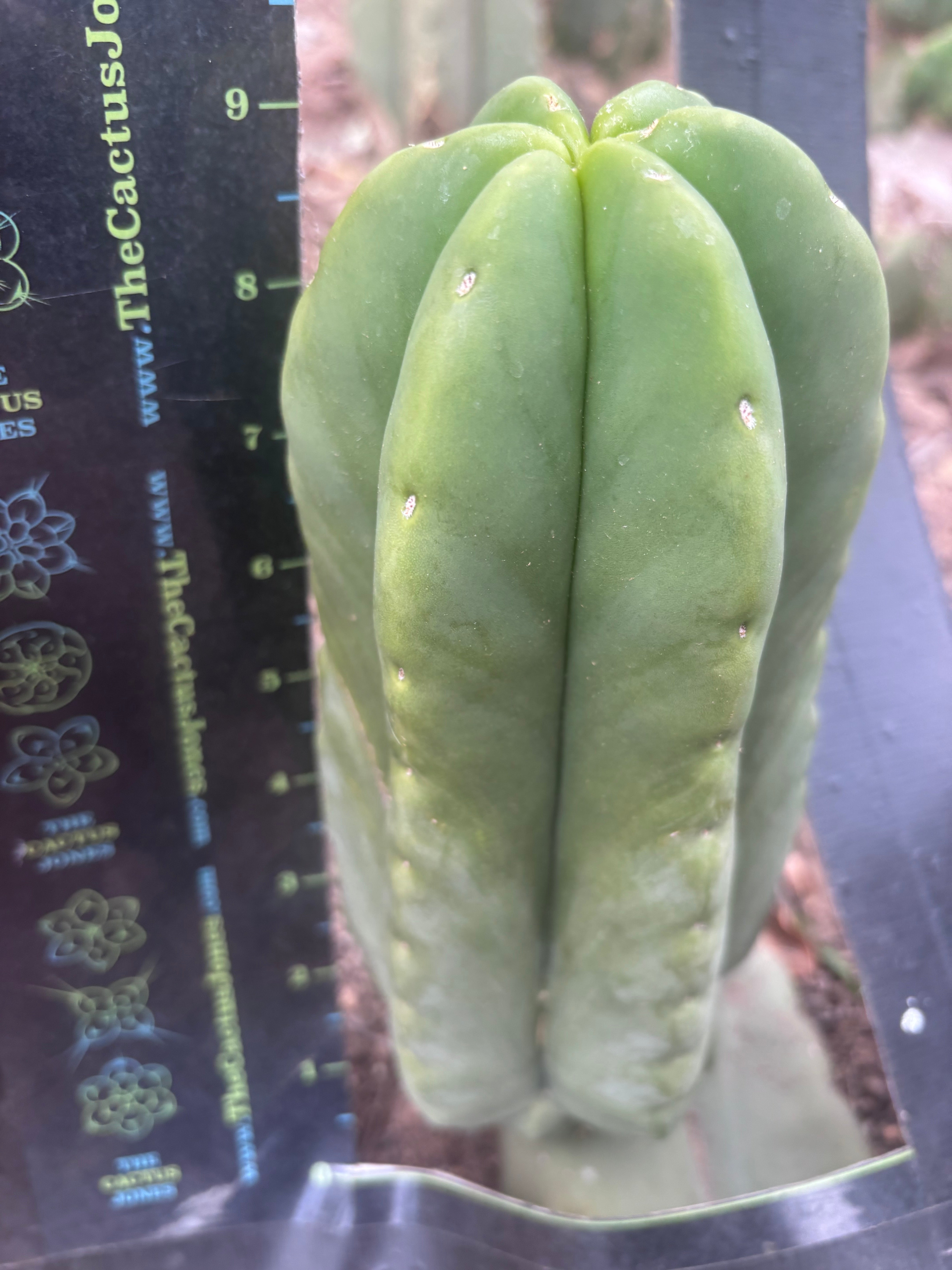 💎👑💎🌶️ Ferah — XL Pup