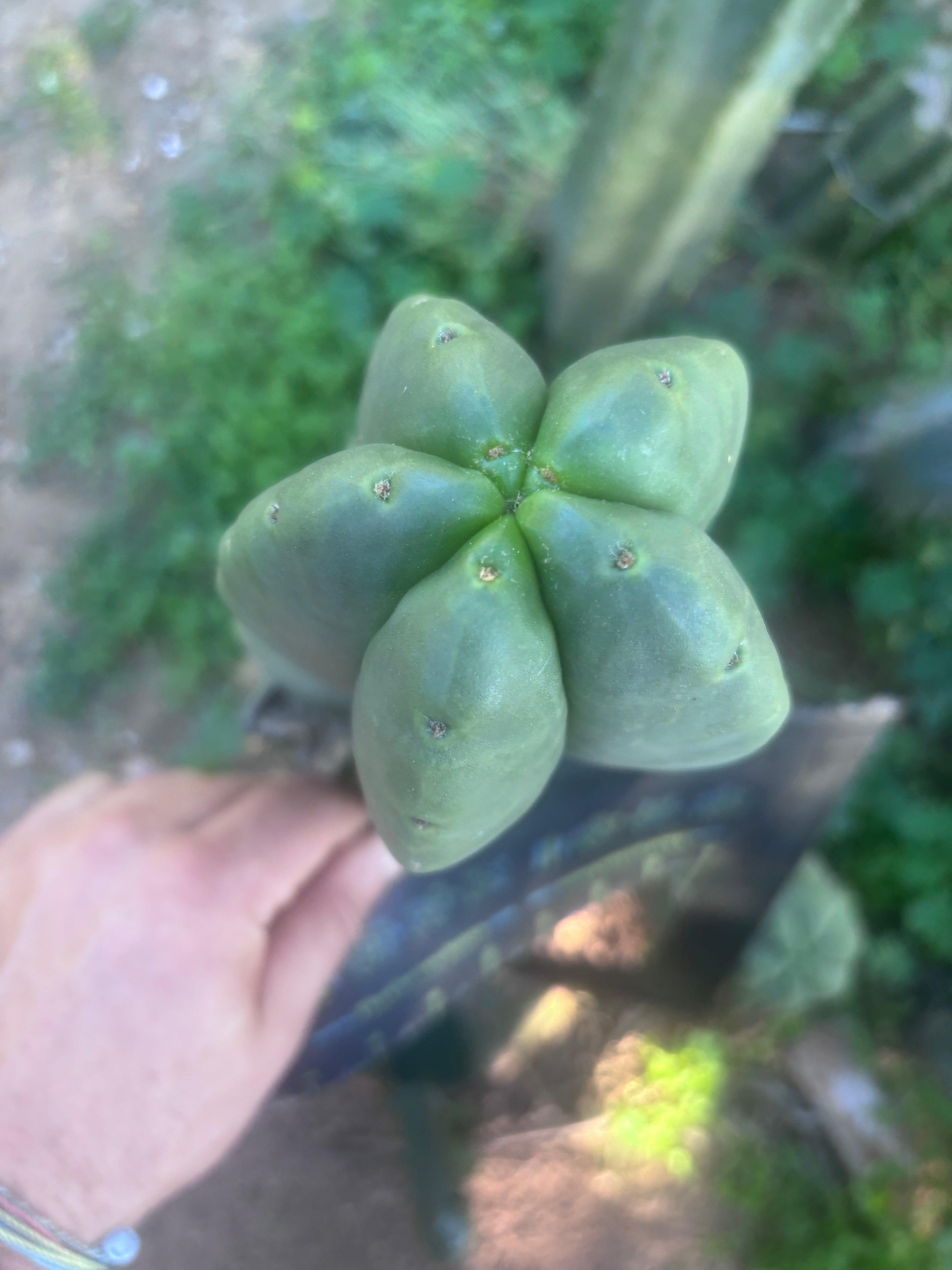 💎👑🌶️ Ferah — Chonky 7” Tip