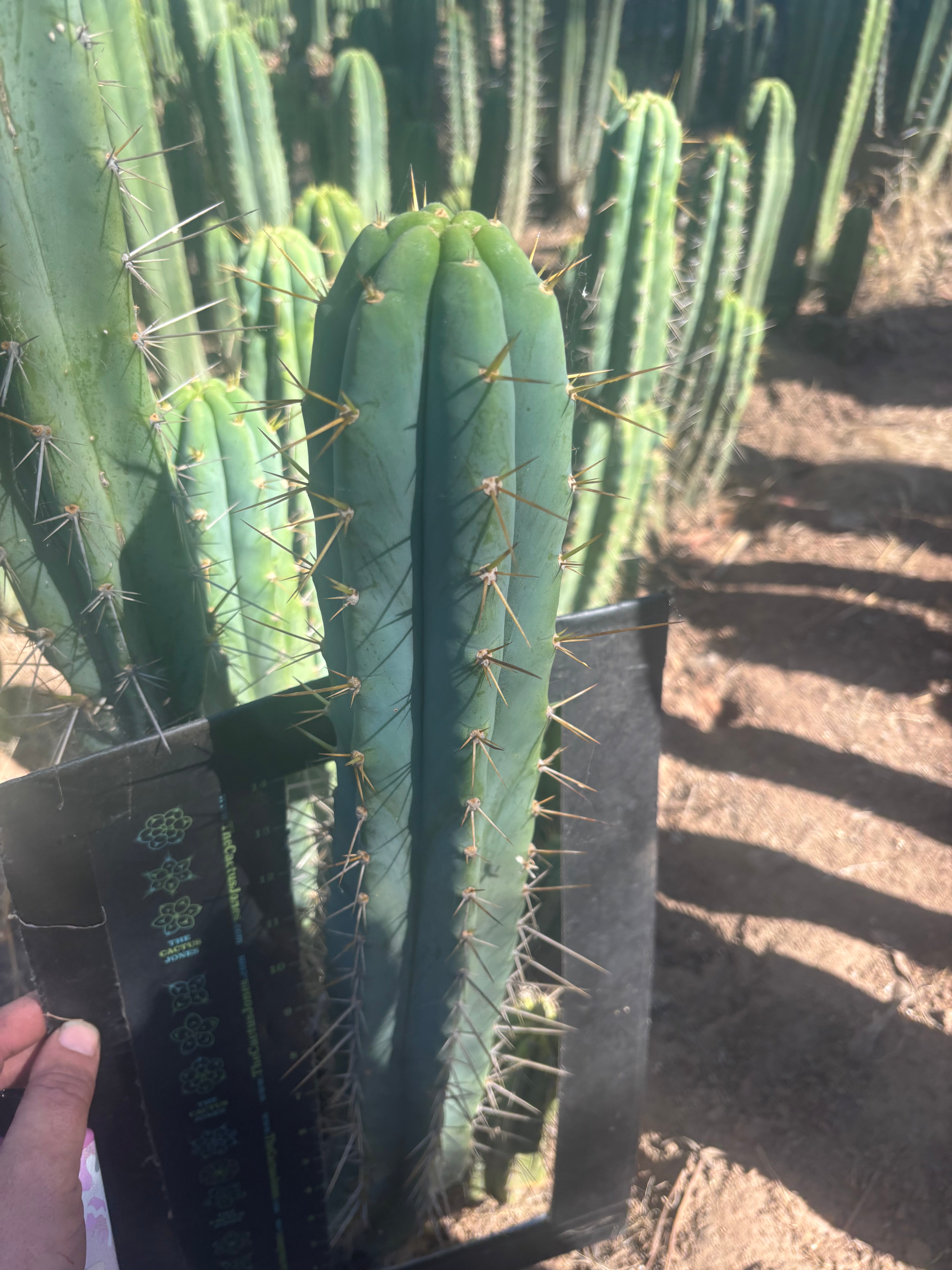 💎🌶️ 0102 — XXL Two Footer Tip (24”)